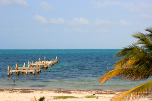 Playa y palmera