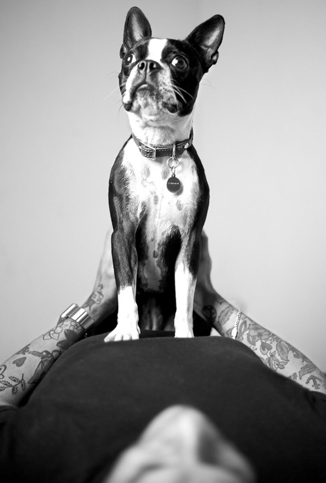 Boston terrier de pie sobre el pecho de una persona, blanco y negro
