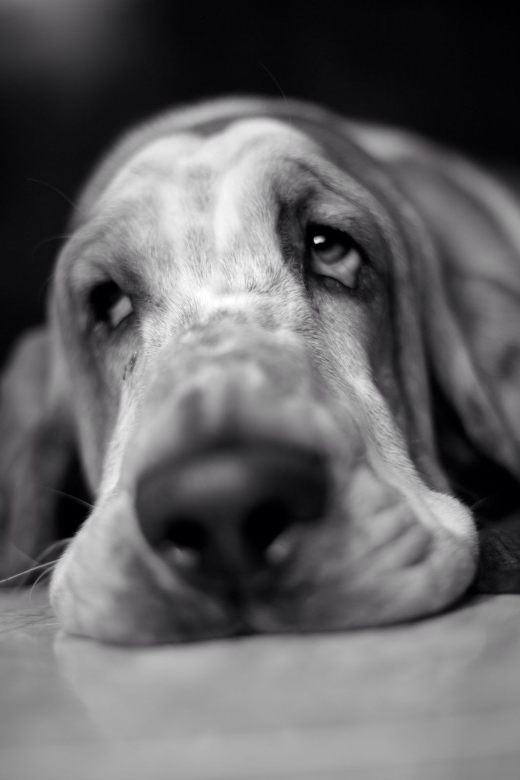 Hocico de un basset hound en primer plano, blanco y negro