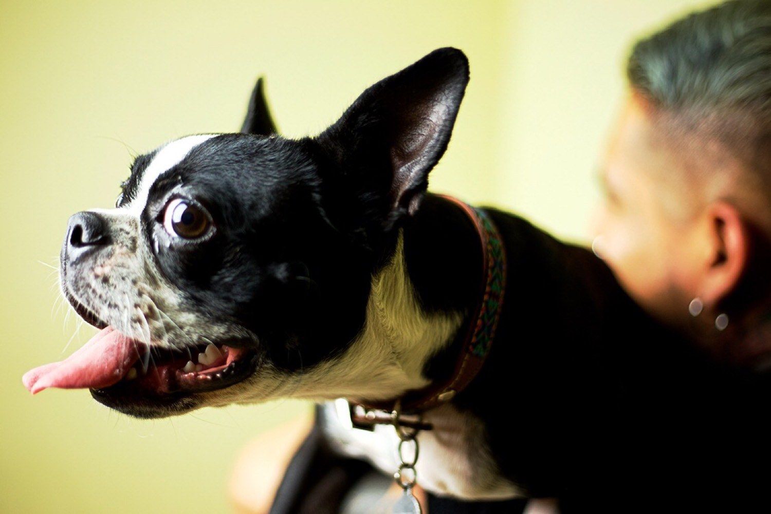 Boston terrier con la lengua fuera, sostenido al hombro
