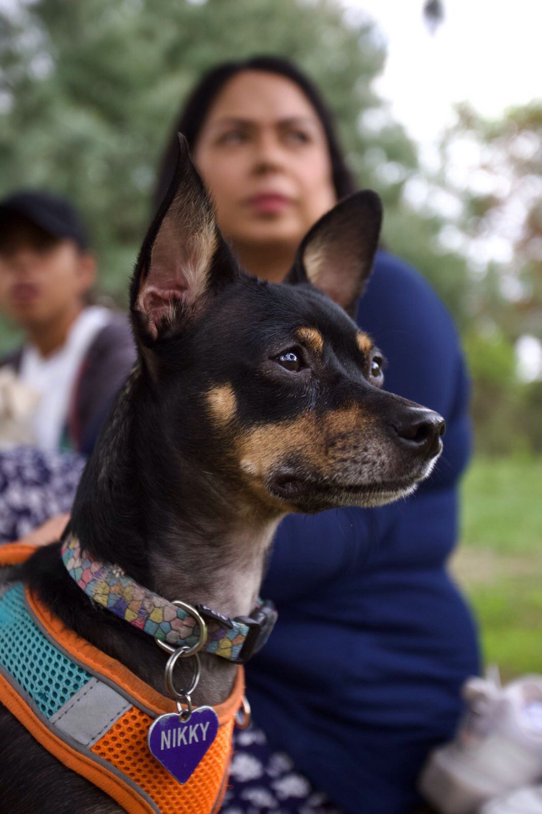 Perro Nikky con arnés naranja y placa, al aire libre