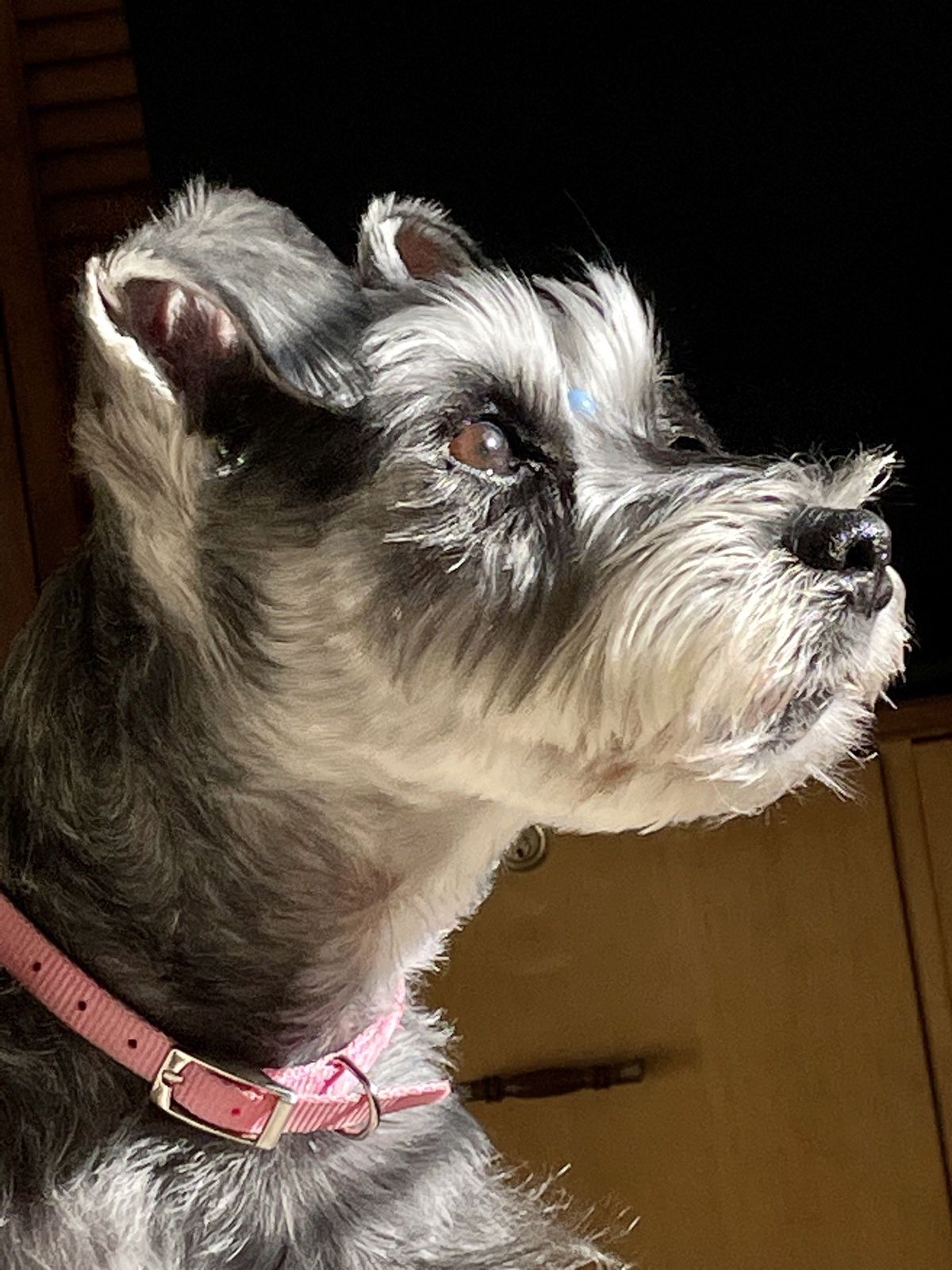 Perfil de un schnauzer con collar rosa junto a una ventana