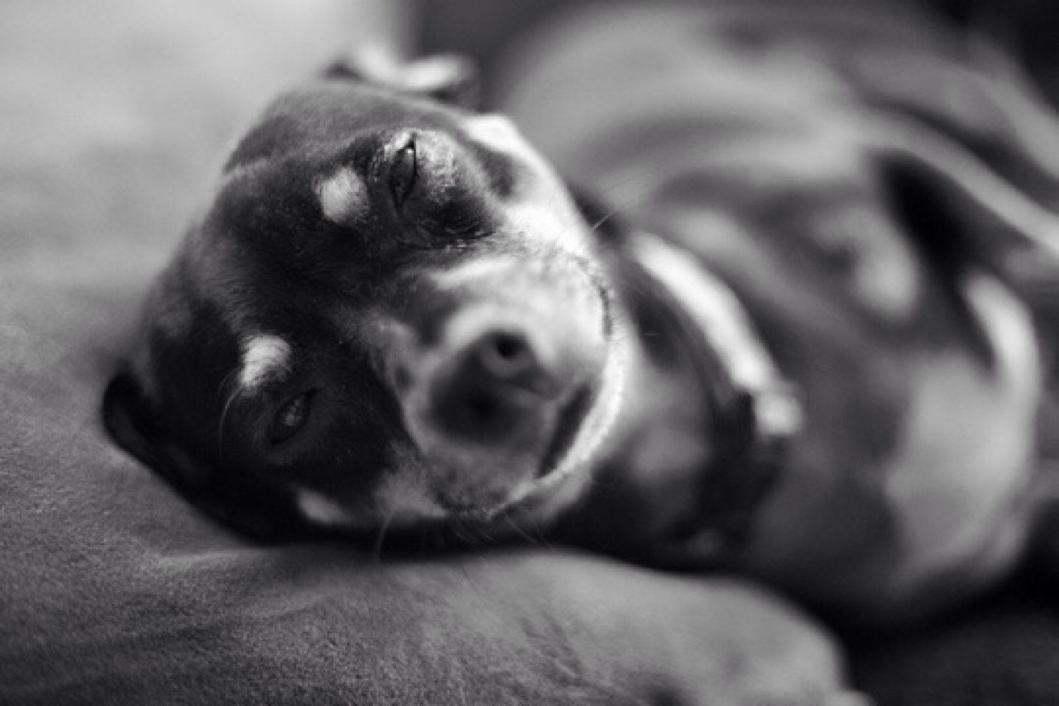 Perro pequeño dormido de lado, blanco y negro
