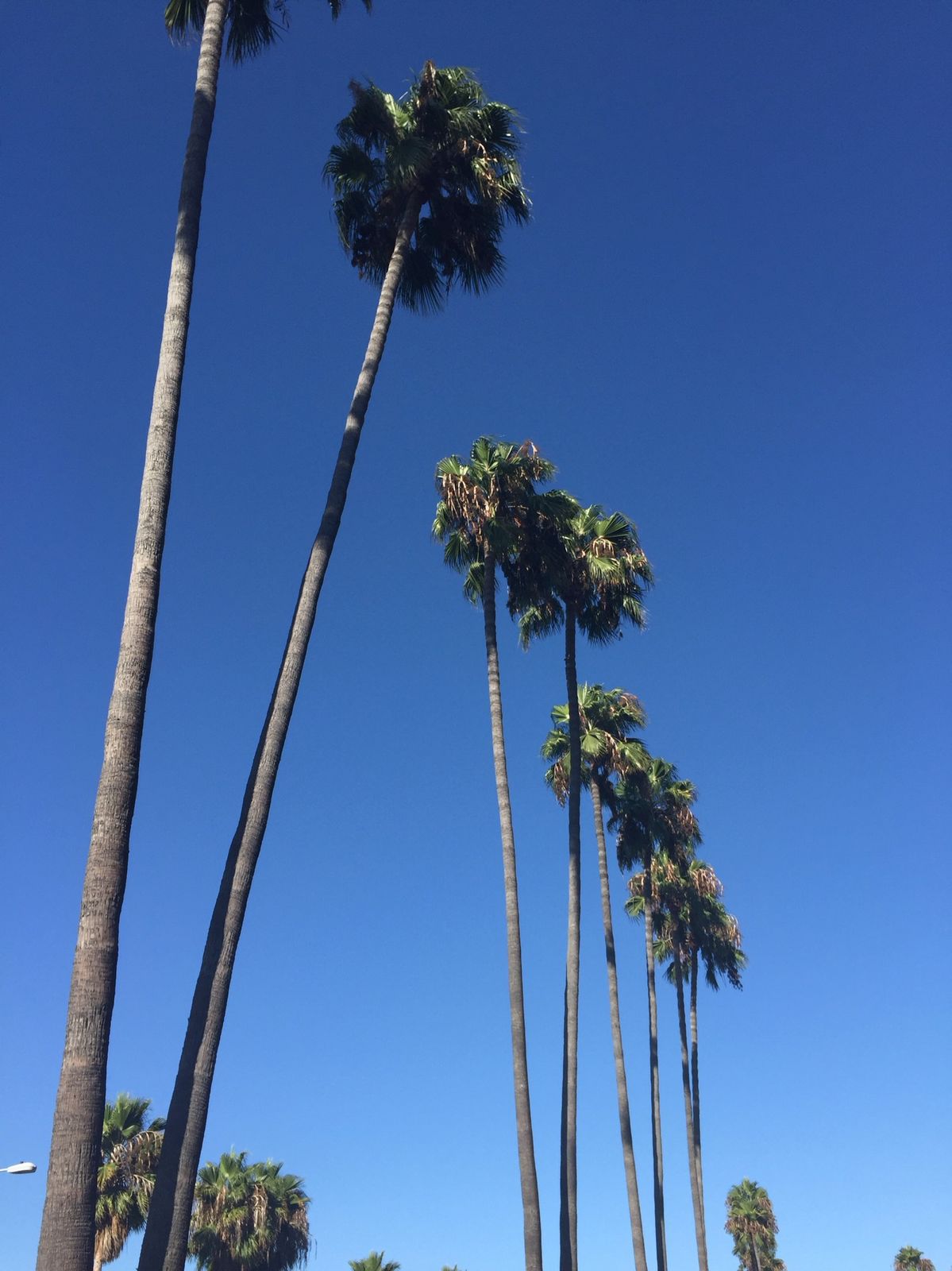 Palmeras contra cielo azul