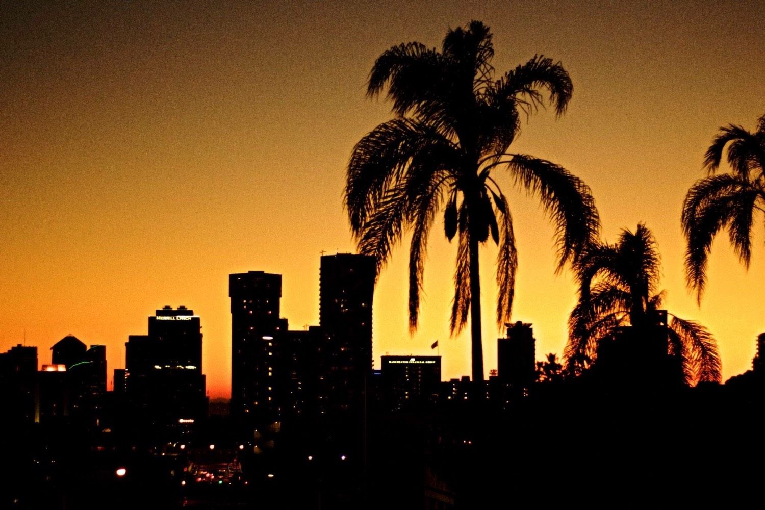 Palmeras y skyline en silueta